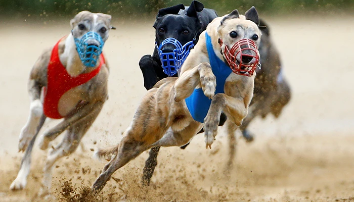 close photo of greyhounds racing