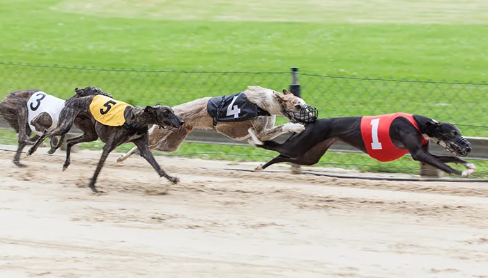 greyhound race in action